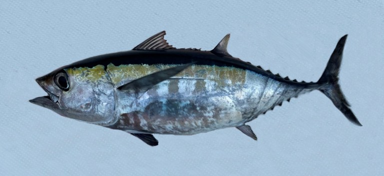 Blackfin Tuna