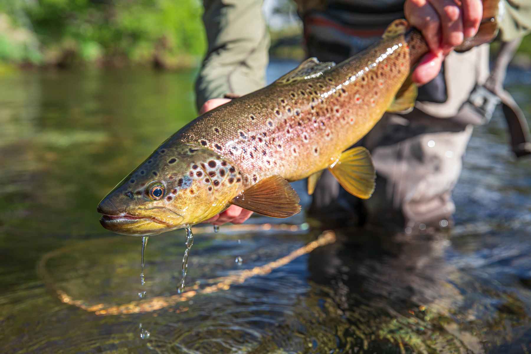 Trout Fishing