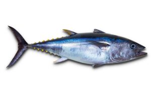 Types of tuna